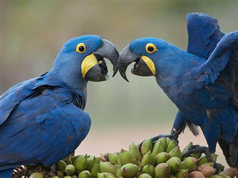 Glaucous Macaw: A bird on the top of red list - Your Pet Planet