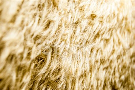 Mohair Texture Stock Photo | Royalty-Free | FreeImages