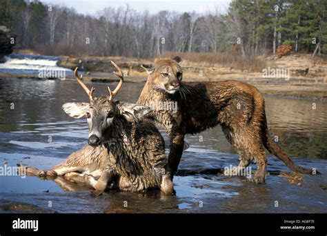 Mountain Lion Puma Cougar Felis concolor Minnesota on deer kill prey Stock Photo - Alamy