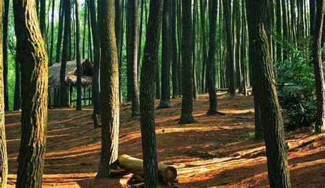 HUTAN PINUS ASRI MANGUNAN Tiket & Lokasi - Yawisata.com