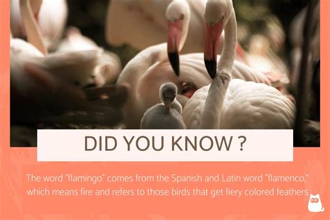 20 Fun and Interesting Facts About Flamingos