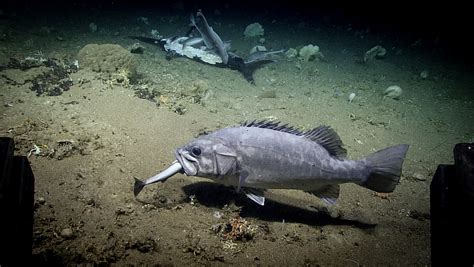 Behold a Giant Grouper Eating a Shark Eating a Swordfish - Nerdist