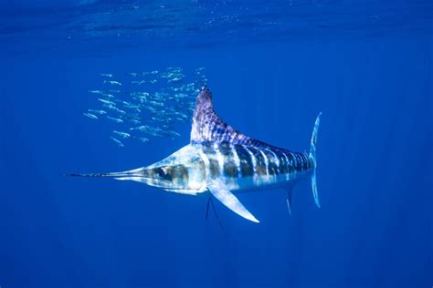 Types Of Marlin Fish