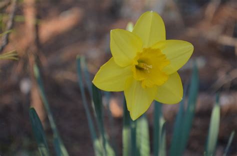 Daffodils – purplefrog01