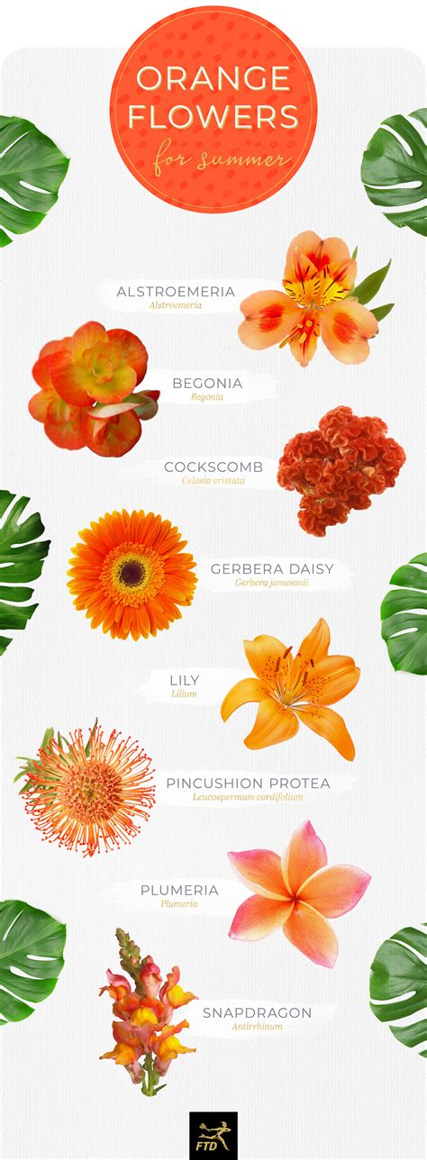 Orange Tropical Flowers Names | Best Flower Site