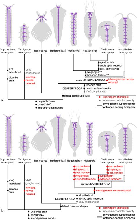 Evolution of the central nervous system in Panarthropoda Known... | Download Scientific Diagram