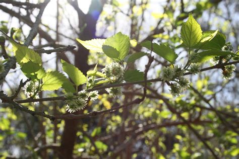 Maintenance Pruning Mulberry Trees - The Grow Network : The Grow Network