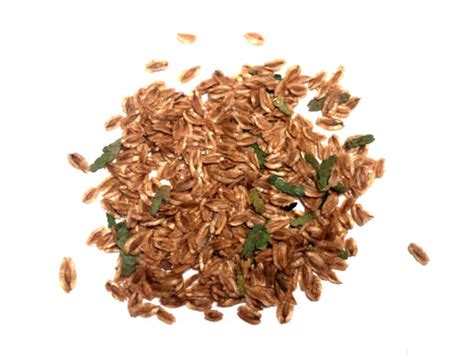 Tree seed - Eastern white cedar – TreeSeeds.ca