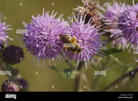 Creeping thistle Stock Photo - Alamy