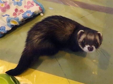 Ferret Polecat Hybrid: Should You Get One For Your Family?