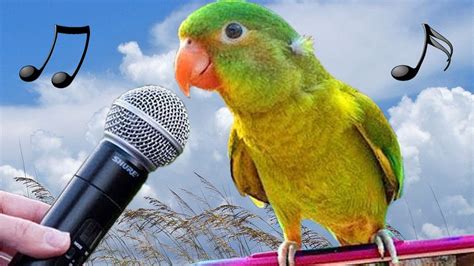 Funny Birds Making Funny Sound Effects, Laughing & Singing - 1Funny.com