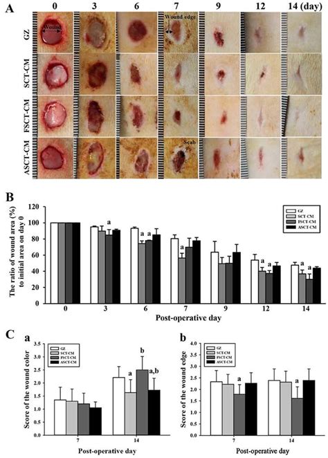 Healing pattern of wound skin with time. At each time point, images of... | Download Scientific ...