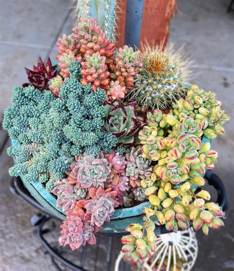 5 Expert Tips On How To Care For Your Succulent Plants