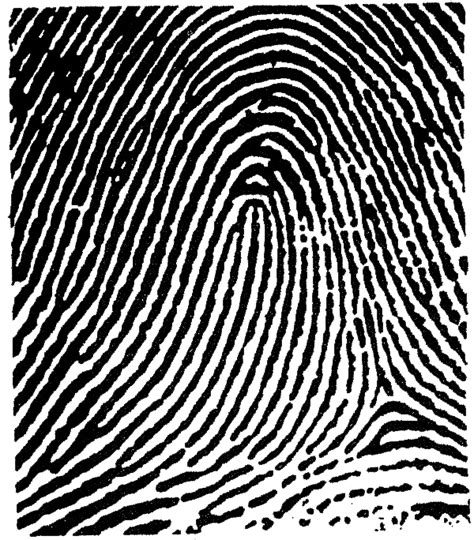 Fingerprint Analysis: Principles