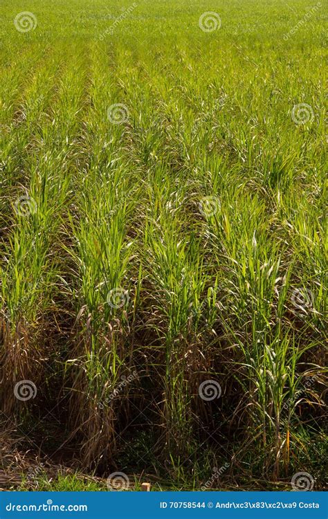 Sugar Cane Plantation stock photo. Image of field, farm - 70758544