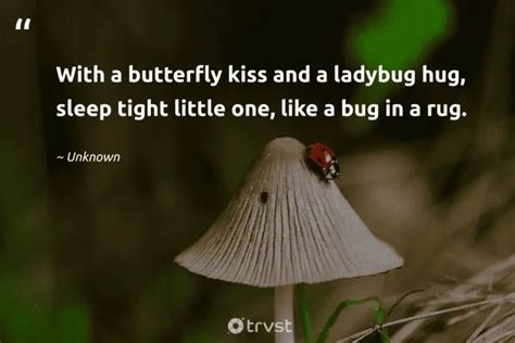 25 Ladybug Quotes Admiring the Tiny Miraculous Beetles (2024)