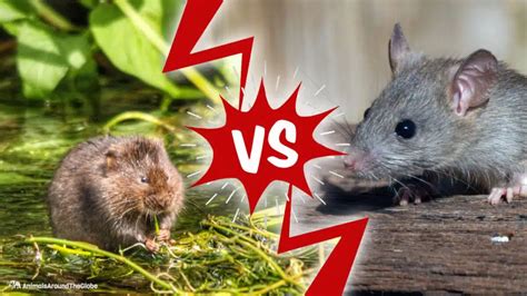 The Differences Between Voles and Mice – Nature Blog Network