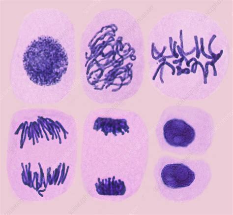 Plant cell mitosis, light micrograph - Stock Image C022/5100 - Science Photo Library