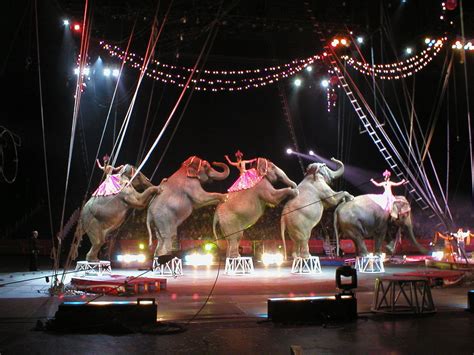 Circus Animal Abuse Zebra