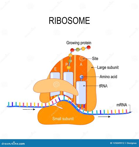 Vector Clipart The Structure Of The Ribosome