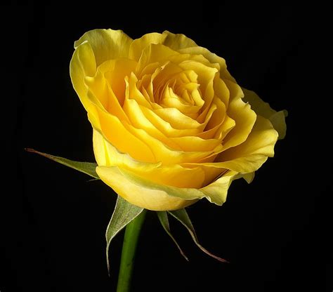 yellow roses wallpaper |Rose Wallpapers