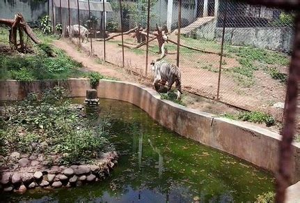 Heat grips Guwahati: How are Assam State Zoo animals?