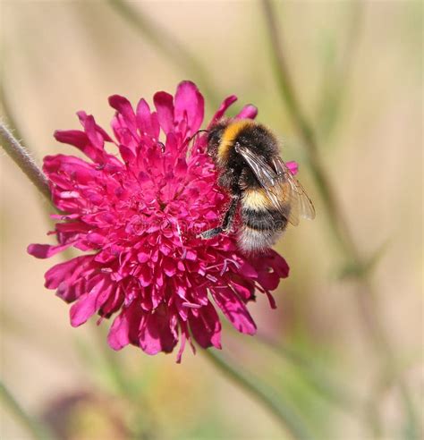 Bee pollinating flower stock photo. Image of pollination - 54994892