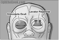 Which muscles open and close the eyelid? - TimRoot.com