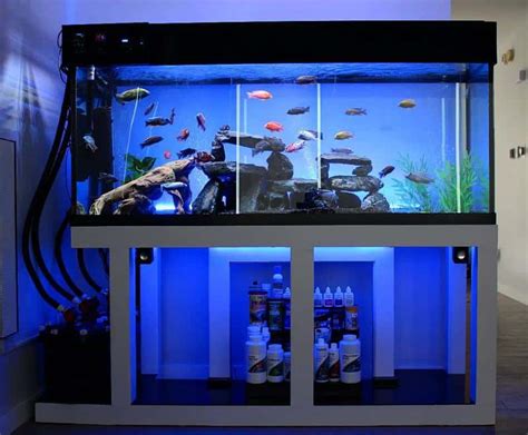 African Cichlid Tank Size & Setup Guide - AC Aquarium Life