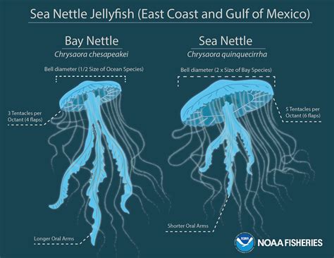 Jellyfish Diagram With Names