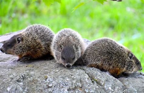 The Groundhog's Social Behavior - Floofmania