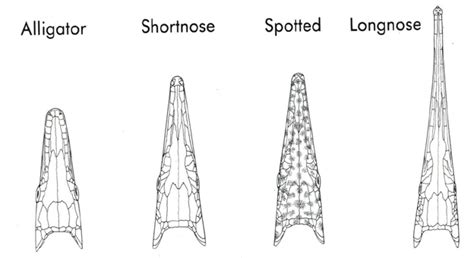 How To Catch A Gar Fish 2024 Atlantic Hurricane Season: NOAA Predicts Above-Normal Hurricane ...