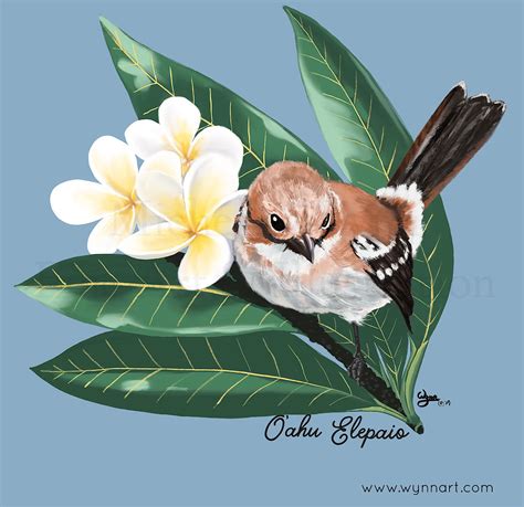 Endangered Birds, Hawaii :: Behance