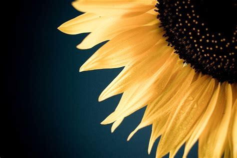 Vintage Sunflower Desktop Background