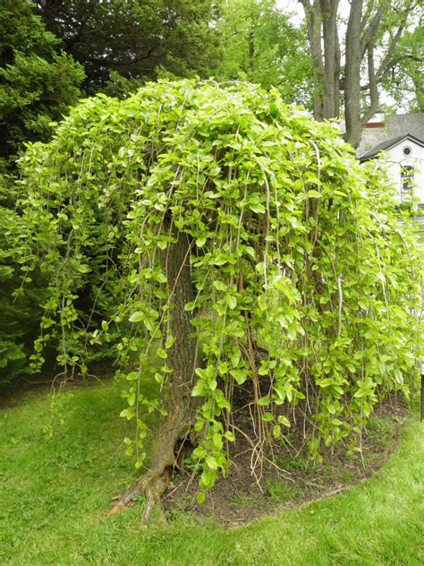 weeping mulberry tree care - Rosalyn Larsen