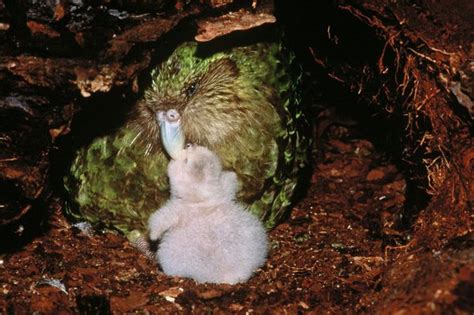 Kakapo Sounds