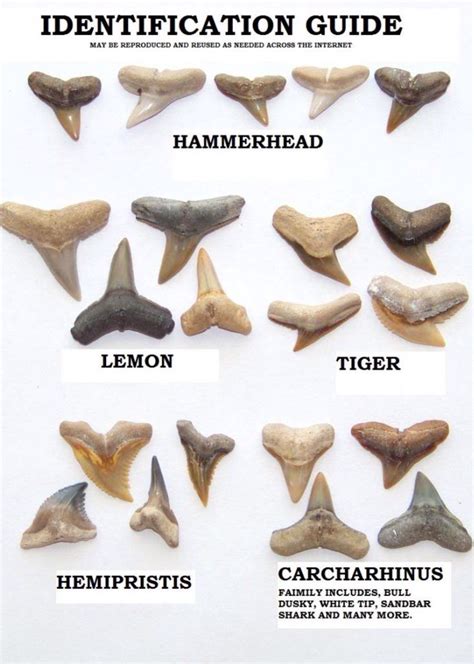 Sharks teeth identification chart. | Shark teeth, Shark teeth crafts, Sandbar shark