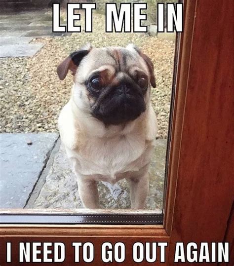 16 Best Pug Memes So You Won't Be Sad | The Dogman