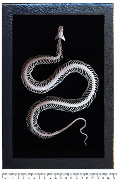 c. 1934 framed SNAKE SKELETON lithograph - vintage snake anatomy print - radiograph of a ...