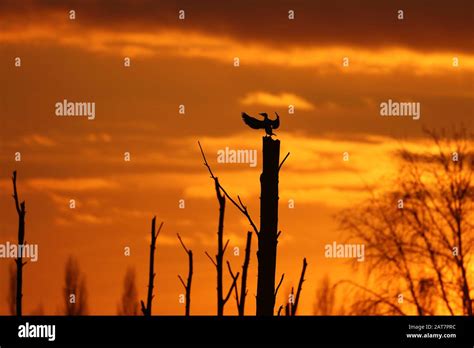 sunset with bird silhouette Stock Photo - Alamy