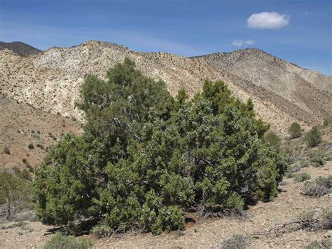 Identifying Juniper Trees and Shrubs