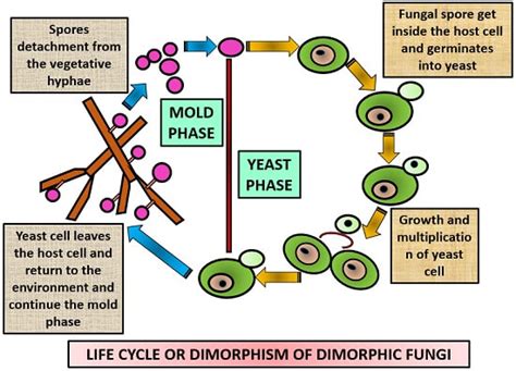 What is Dimorphic Fungi? Dimorphic Life Cycle, Examples & Transmission - Biology Reader