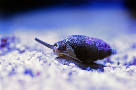 Nassarius Snail Care Sheet: The Complete Guide - Build Your Aquarium