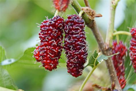 Mulberry Pruning » Top Trimming Tips