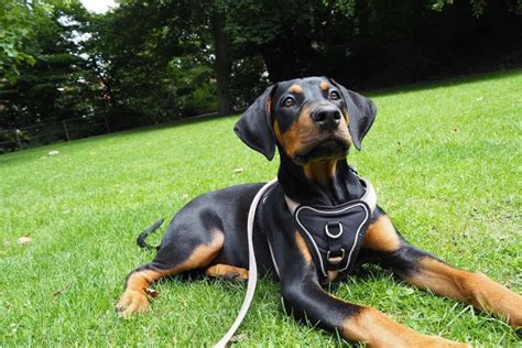 Cane Corso Doberman Mix: A Rare Hybrid Worth Knowing