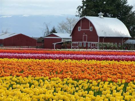 Skagit Valley Tulip Festival 2021: 10 Things to Know Before You Go!