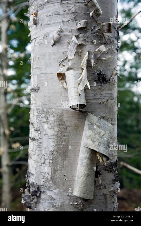 White or Paper Birch bark, Closeup (Betula papyrifera Stock Photo - Alamy