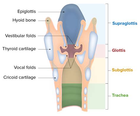 Larynx Anatomy Diagram