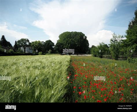 Poppy flower field Stock Photo - Alamy