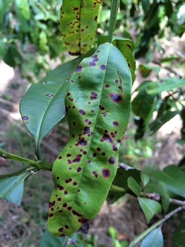 Myrtle rust, caused by Puccinia psidii | The fungal plant pa… | Flickr